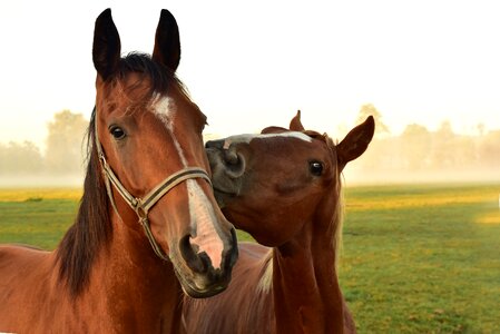 Affection coupling meadow