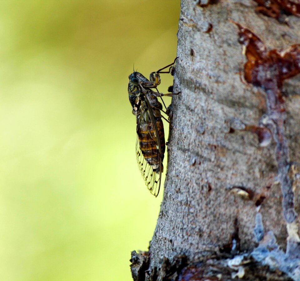 Wings tree insects
