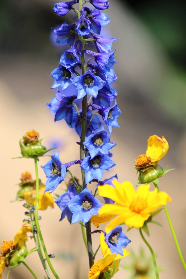 Delphinium blue yellow