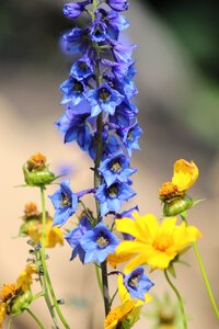 Delphinium blue yellow