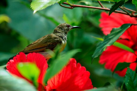 Garden leaf bird