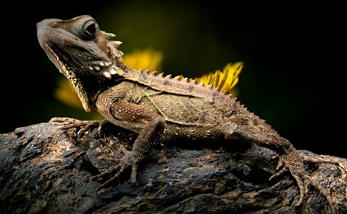 Forest Dragon Lizard photo