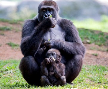Gorilla Mother Child Animal photo