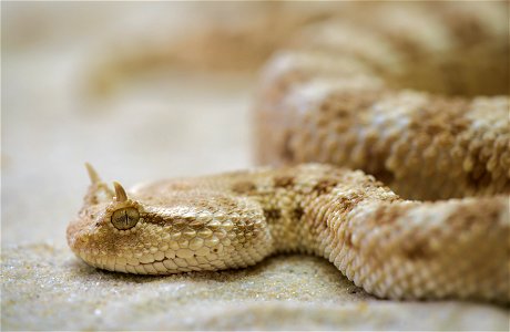 Desert Horned Viper Snake photo