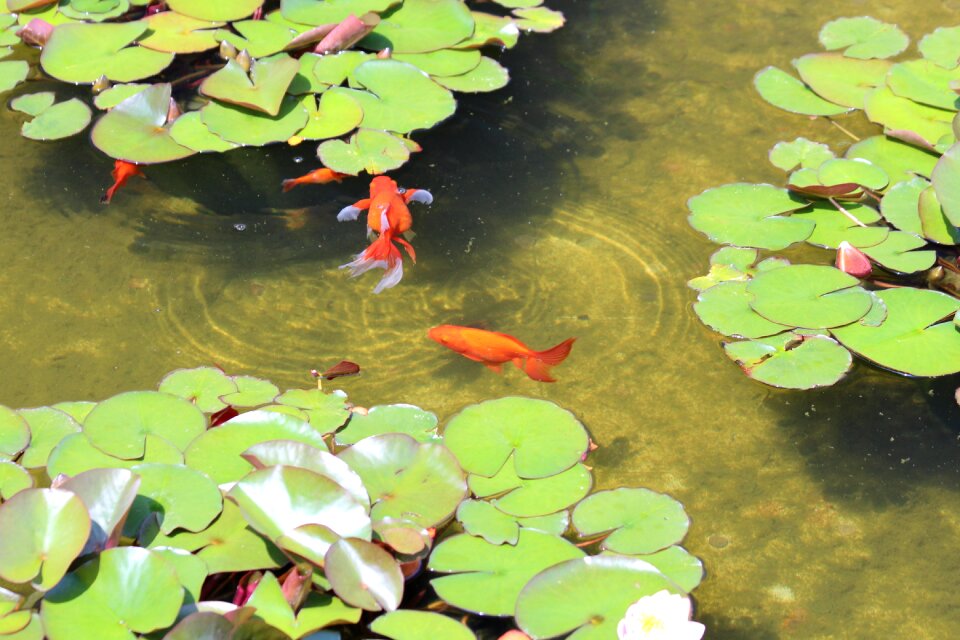 Orange animals pond