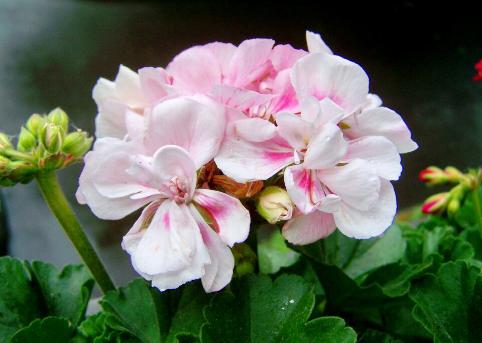 Geranium summer flower ornamental plants