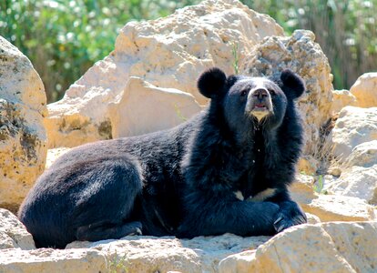 Animals predator cute