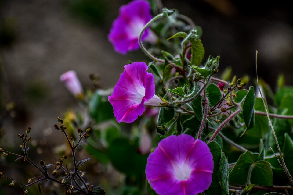 Wild flower summer nature