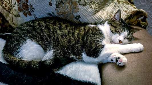 Cat Animal Sleep photo