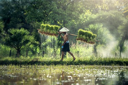 Rice Farmer Paddy Field photo