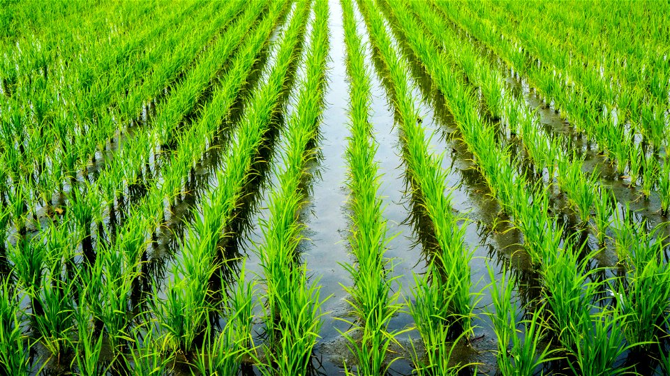 Rice Paddy Field photo