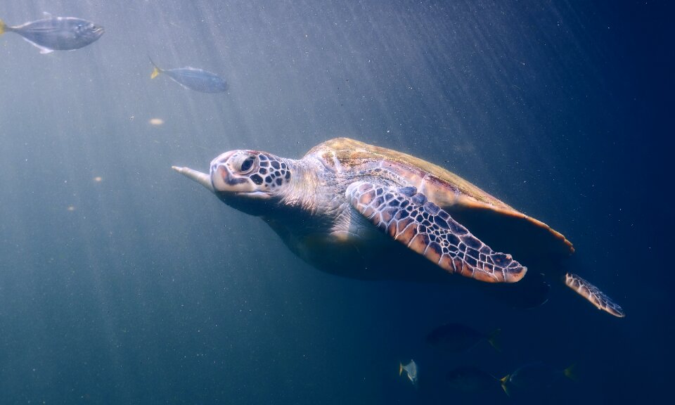 Animals underwater nature