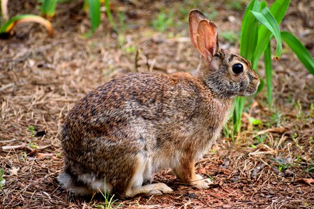 Animal garden rabbit photo