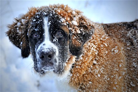 St Bernard Dog Animal Snow photo