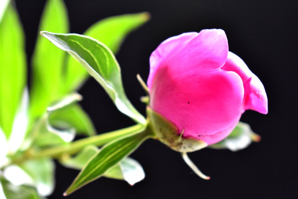 Closeup pink flower macro photography