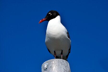 Waterbird tropical bird nature photo