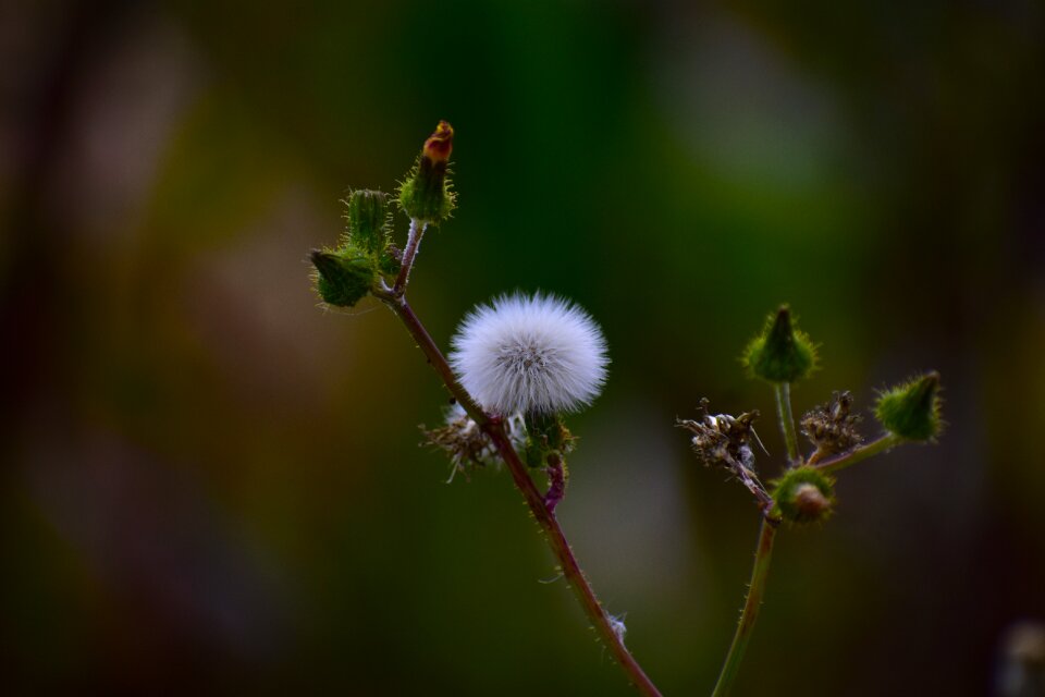 Nature summer plant
