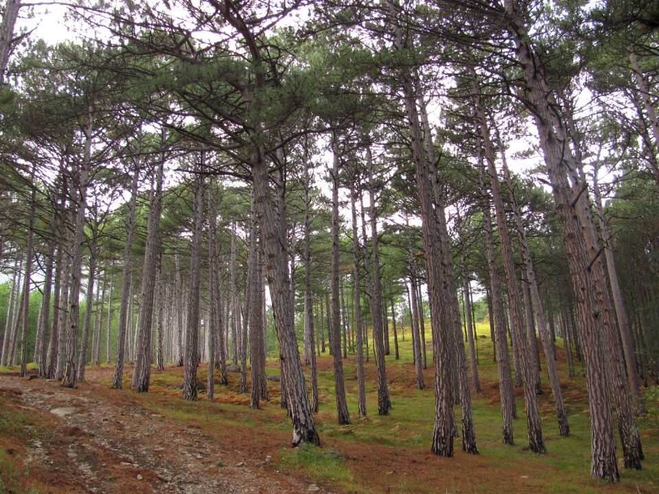 Forest trees landscape
