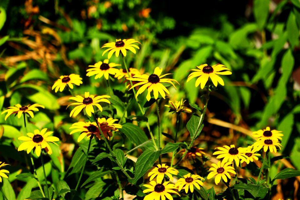 Late summer bright flora
