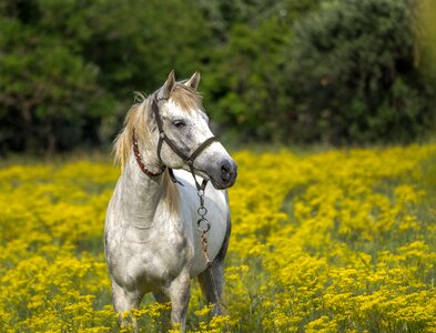 Animal landscape nature