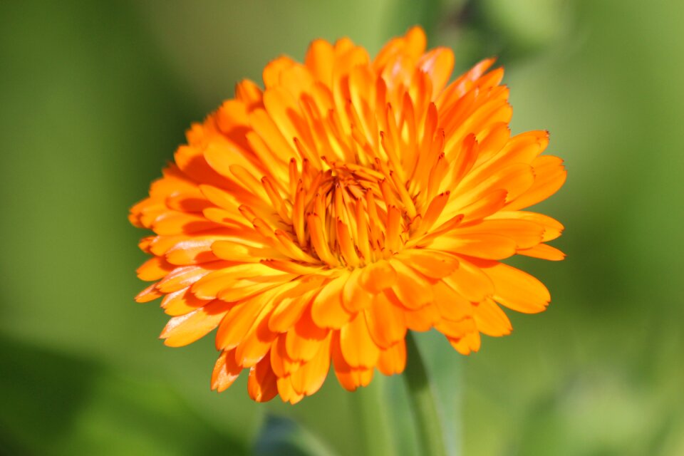 Summer green background plant