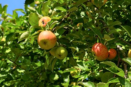 Kernobstgewaechs apple orchard tree