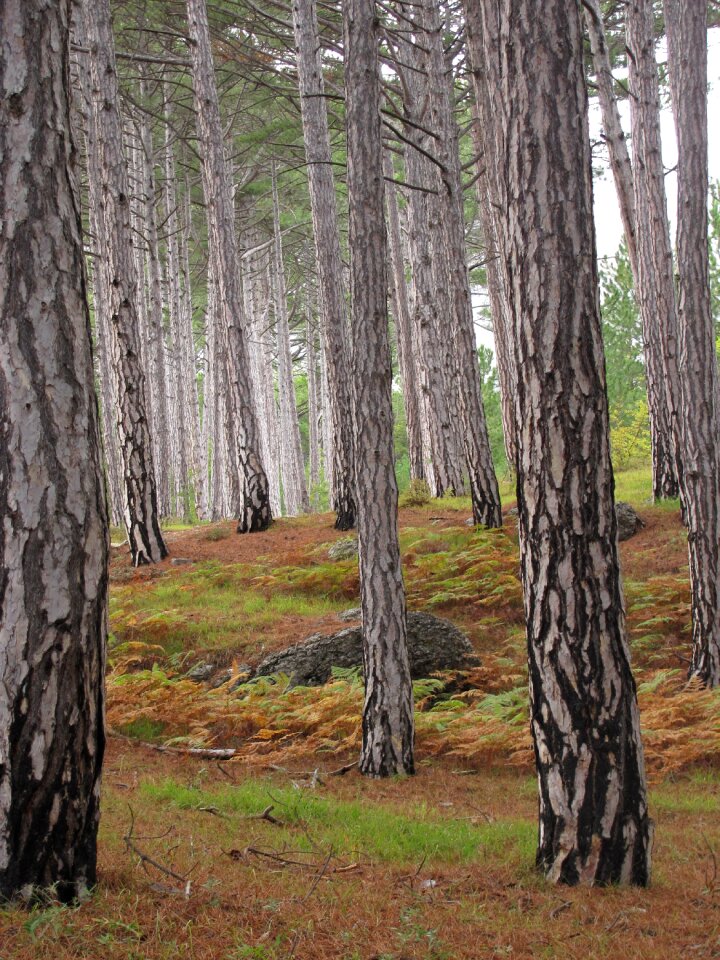 Landscape birds forest