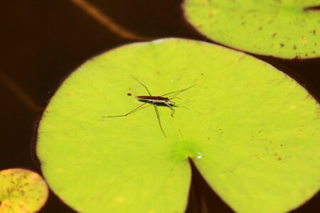 Gerridae hemiptera bug