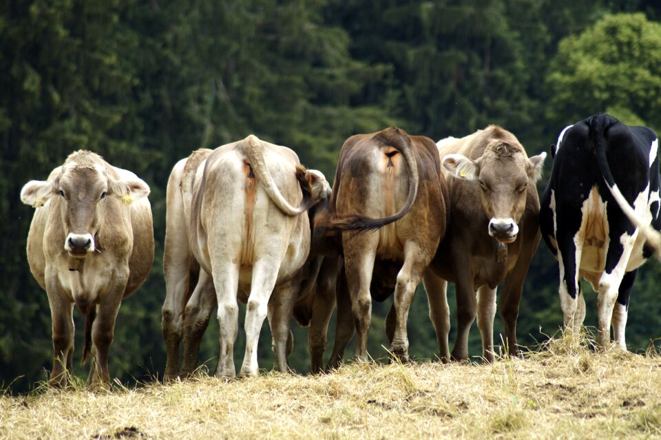 Animal world cows alpine