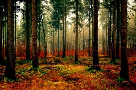 Forest Trees Landscape photo