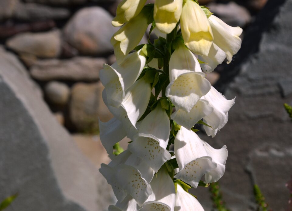 Flower medicinal plant wild flowers
