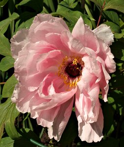 Petals bloom floral