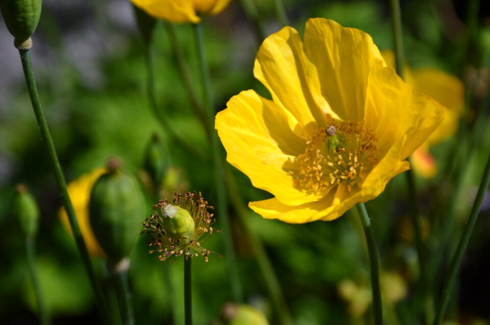 Poppy flower wild flowers garden