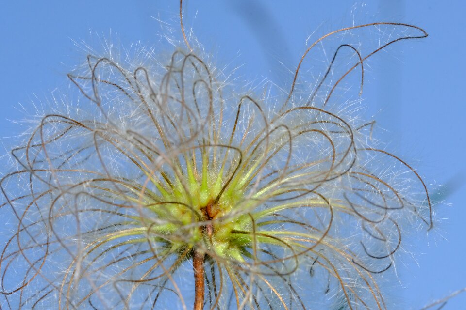 Blossom bloom plant