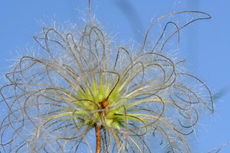 Blossom bloom plant
