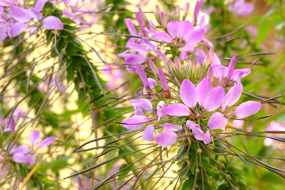 Blossom bloom plant