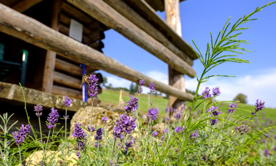 Narrow-leaved lavender lavandula lamiaceae
