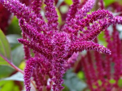 Amaranthus edible seeds