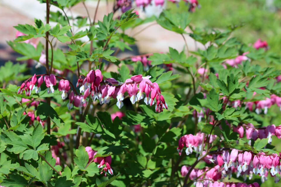 Plant flower summer plant