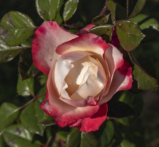 Pink red wilting