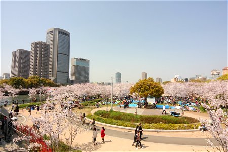 Park Cherry Blossoms photo