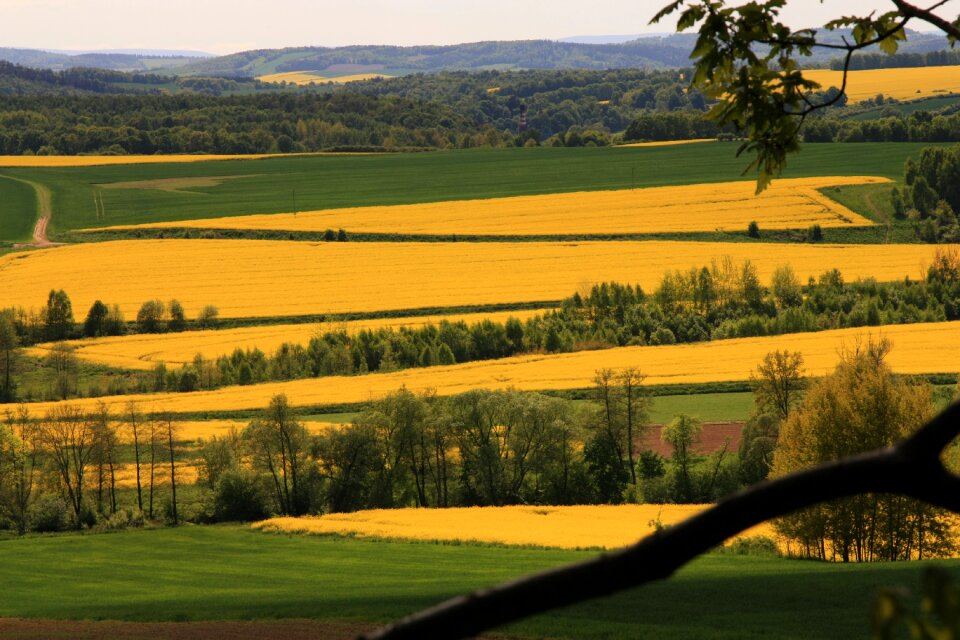 Nature field rapeseed photo