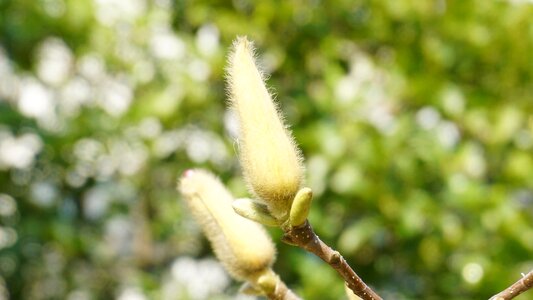 Budding flowers green natural