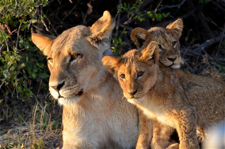 Lions Animal photo