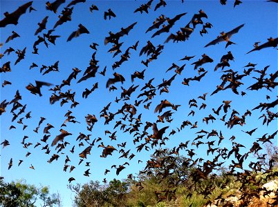 Free Tailed Bats