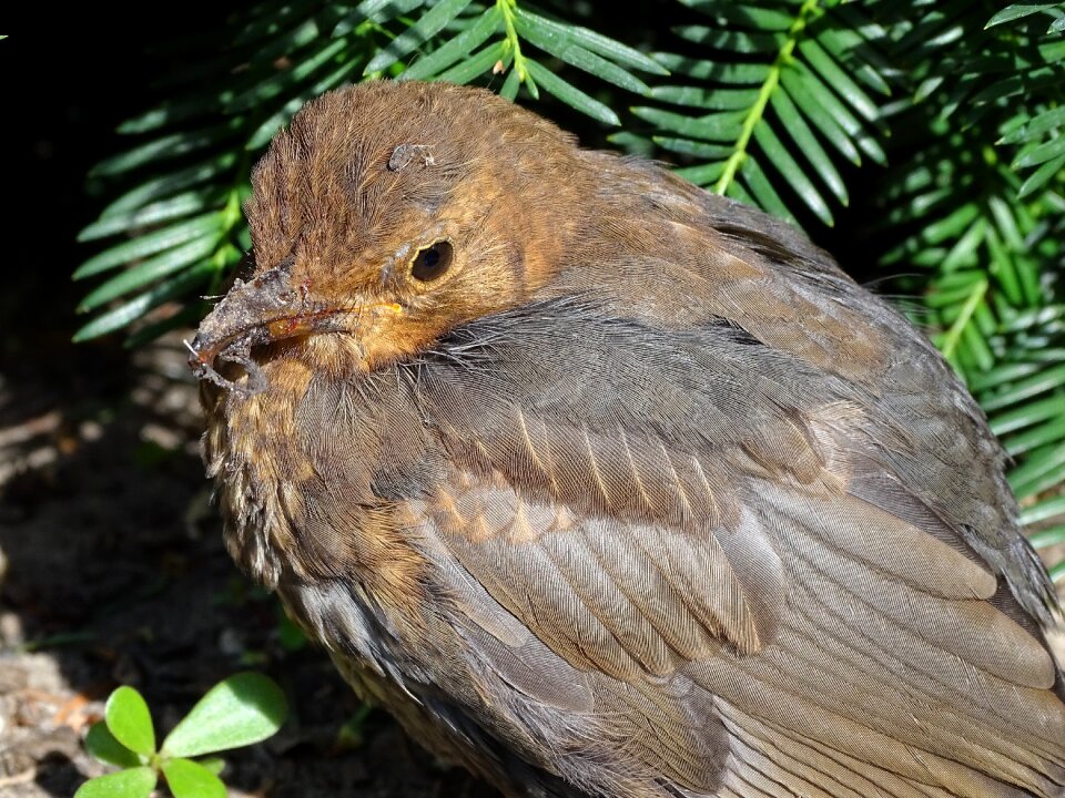 Nature garden bird foraging