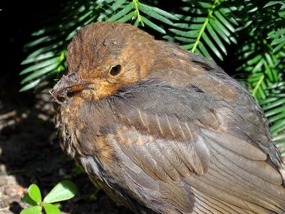 Nature garden bird foraging