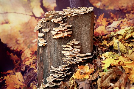 Mushroom Stump photo