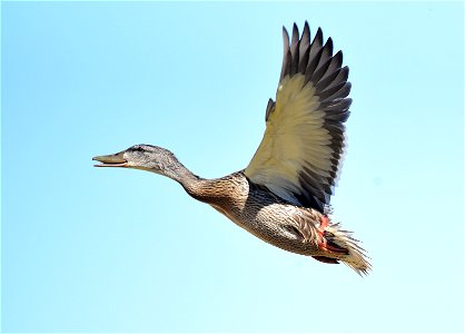 Mallard Bird Fly photo