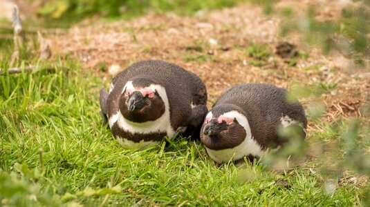 South africa boulders beach animal world